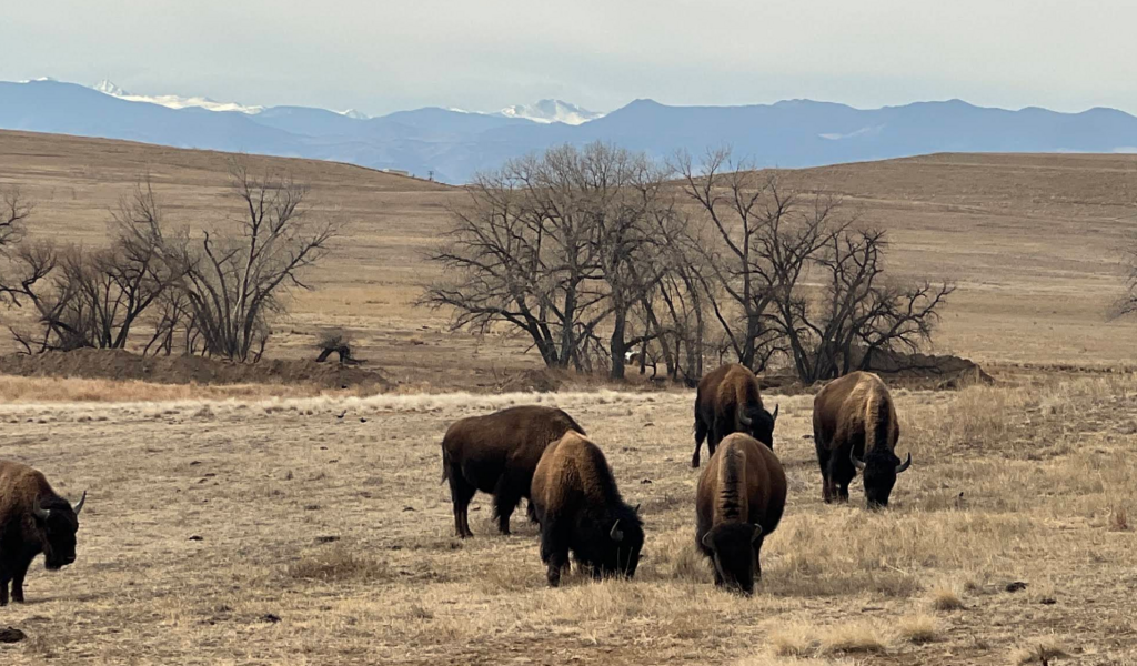 Wildlife viewing at Rocky Mountain Arsenal Wildlife Refuge - 45 minute drive
