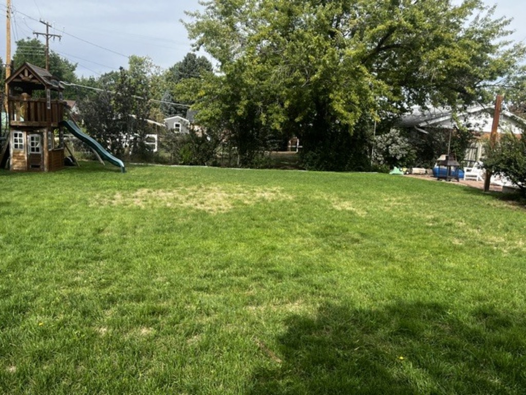 Grass backyard