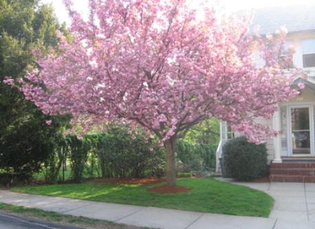 Cherry tree in front yard