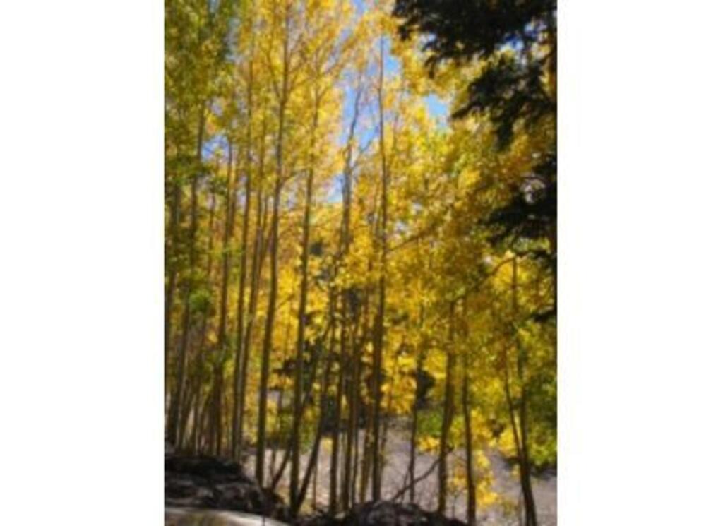 Aspens