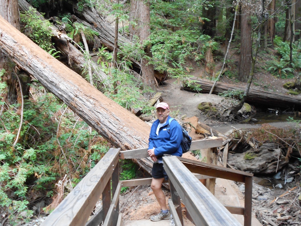 Muir Woods

