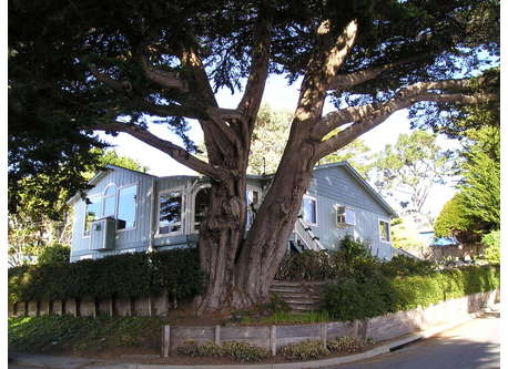 Our house on the corner with the big heritage cypress tree