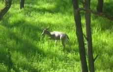 Deer, turkeys, numberous birds are seen from our deck