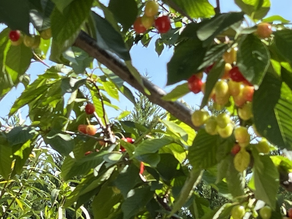 cherry tree in beautiful garden with olive and mulberry trees