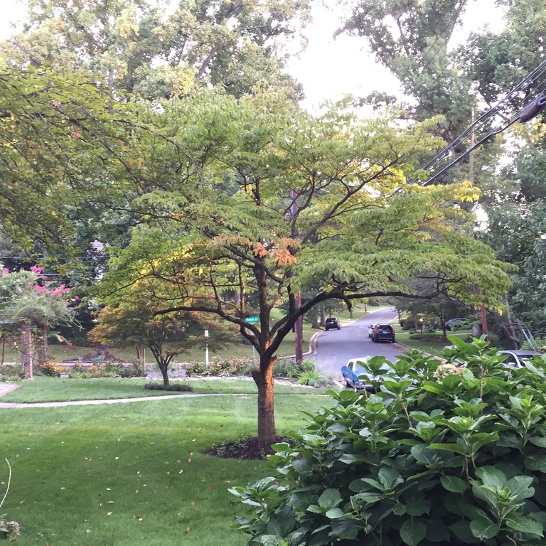 Our neighborhood looking north from our house
