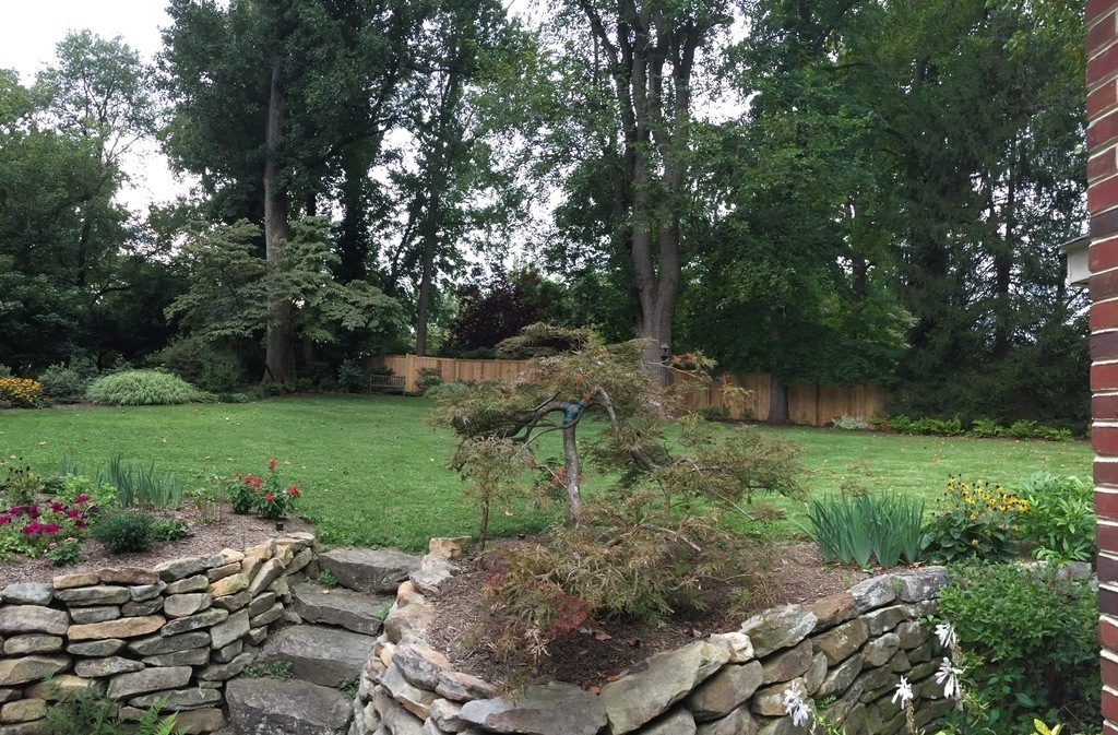Our back yard looking from the patio