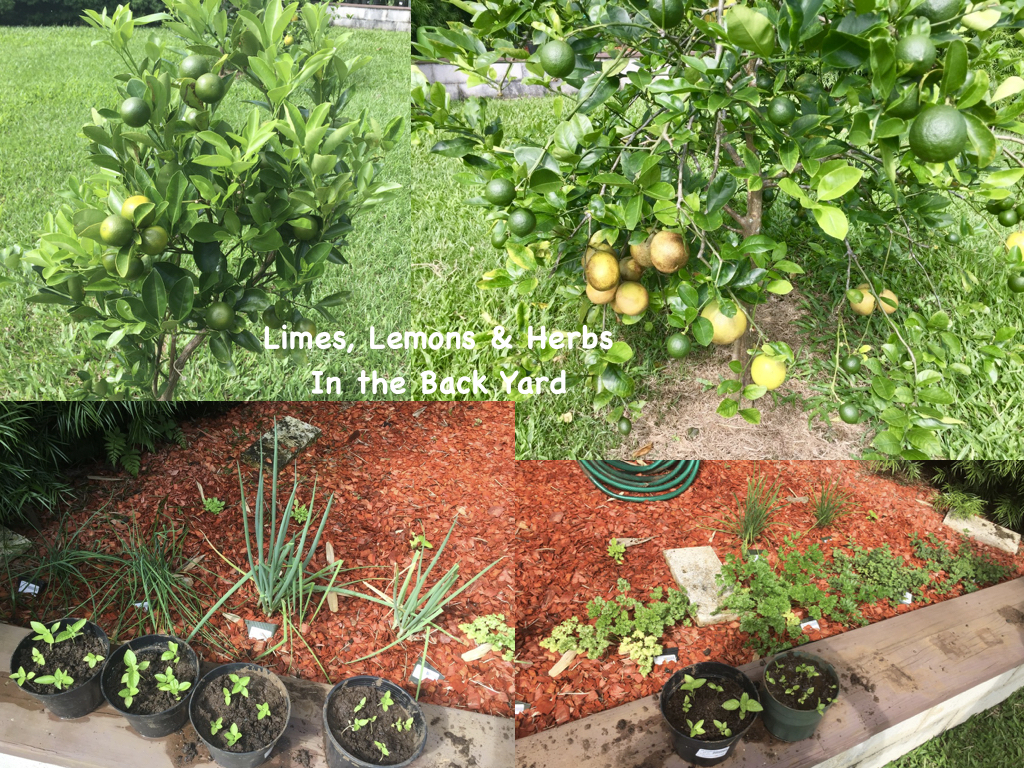 Kalamatsi limes, Meyer lemons and oranges are available year round