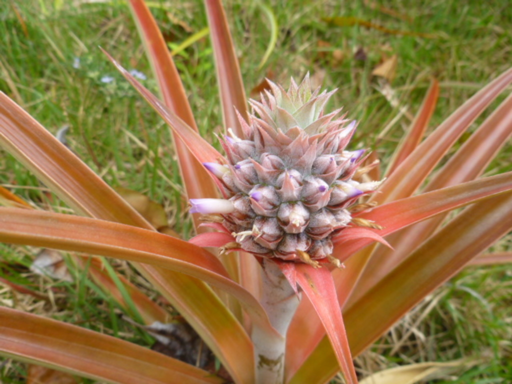 Pineapples growing in our yard