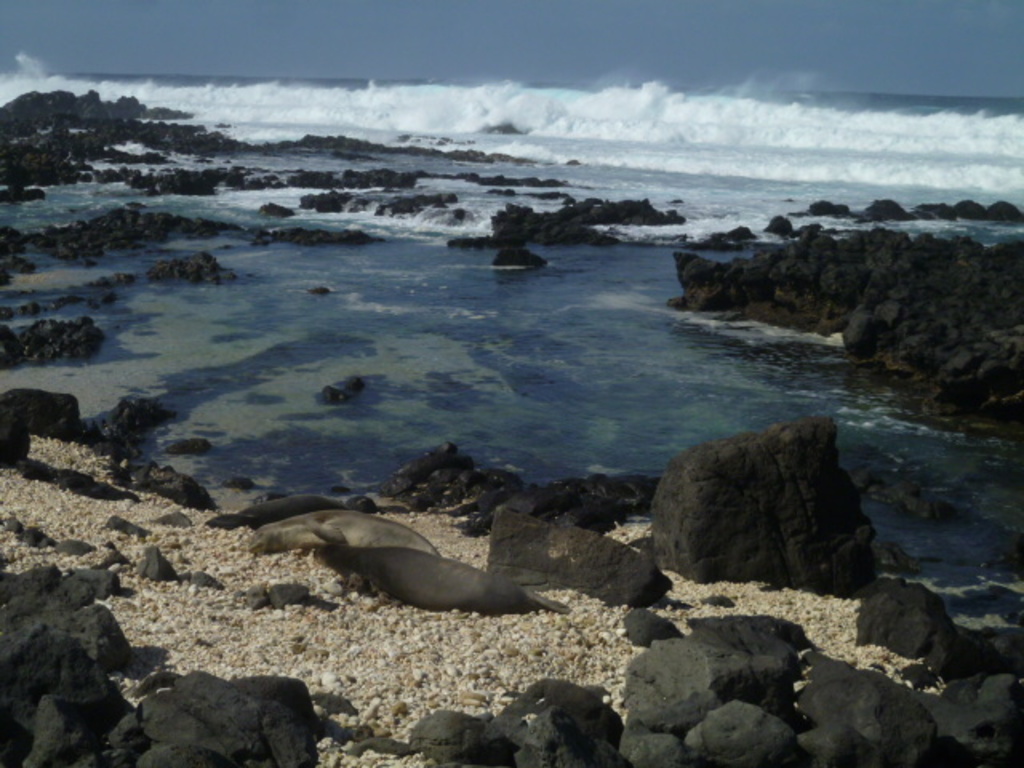 Kaena Point Hawaiian Monk Seals