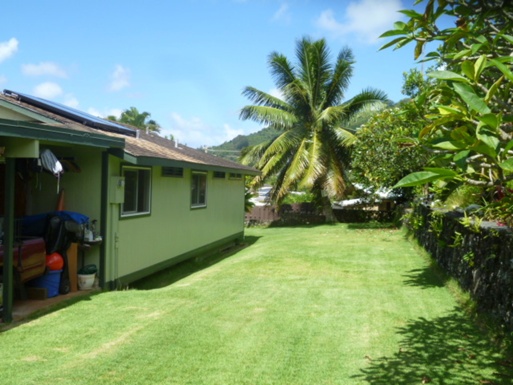 Side Yard with Samoan Coconut Tree - All you can eat!