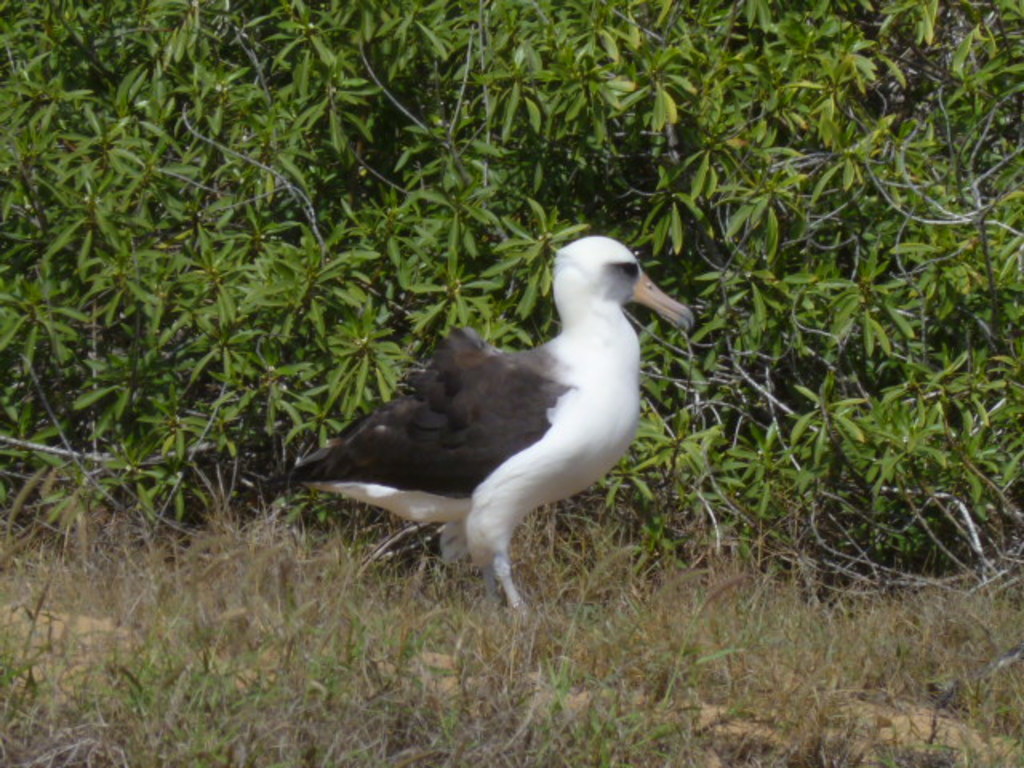 Kaena Point Albatross Reserve