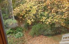 Conservation Land Behind House