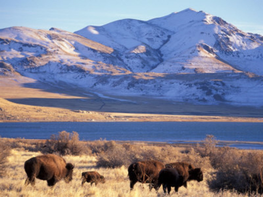 Bison on Antelope Island in Great Salt Lake