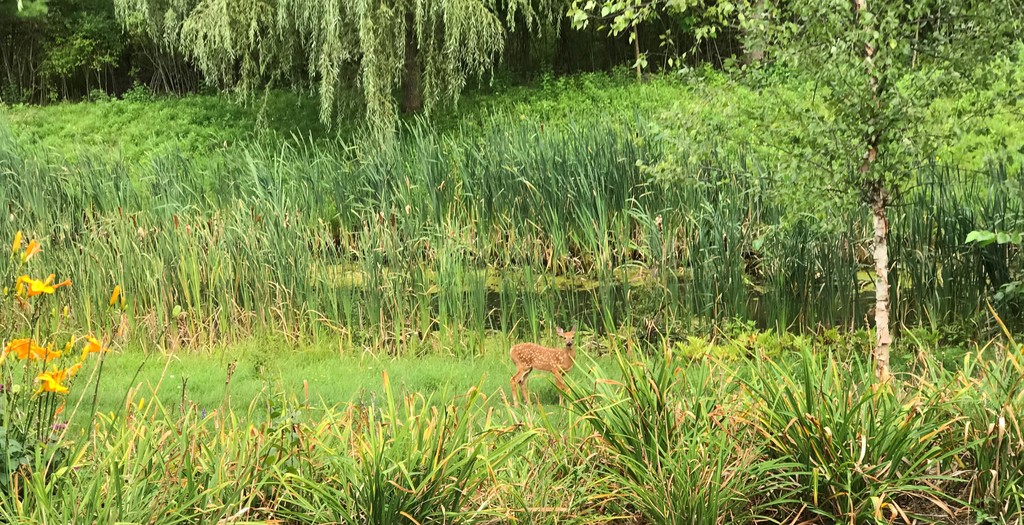 Pond in the back garden