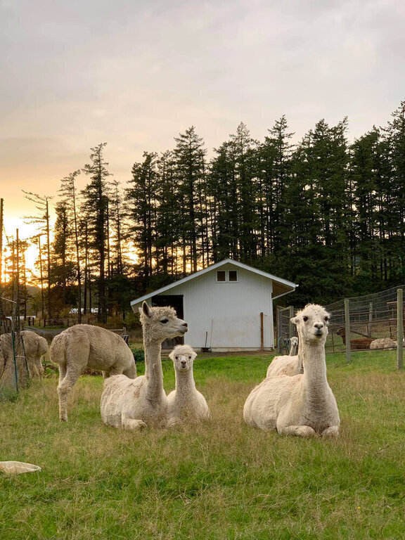 Orcas Moon Alpacas Farm