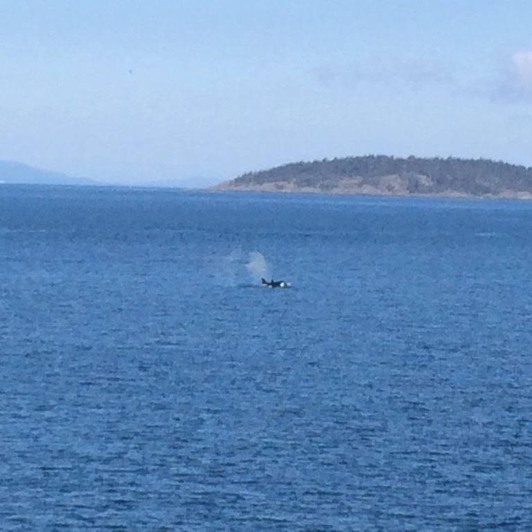 Whale spotting from the cottage