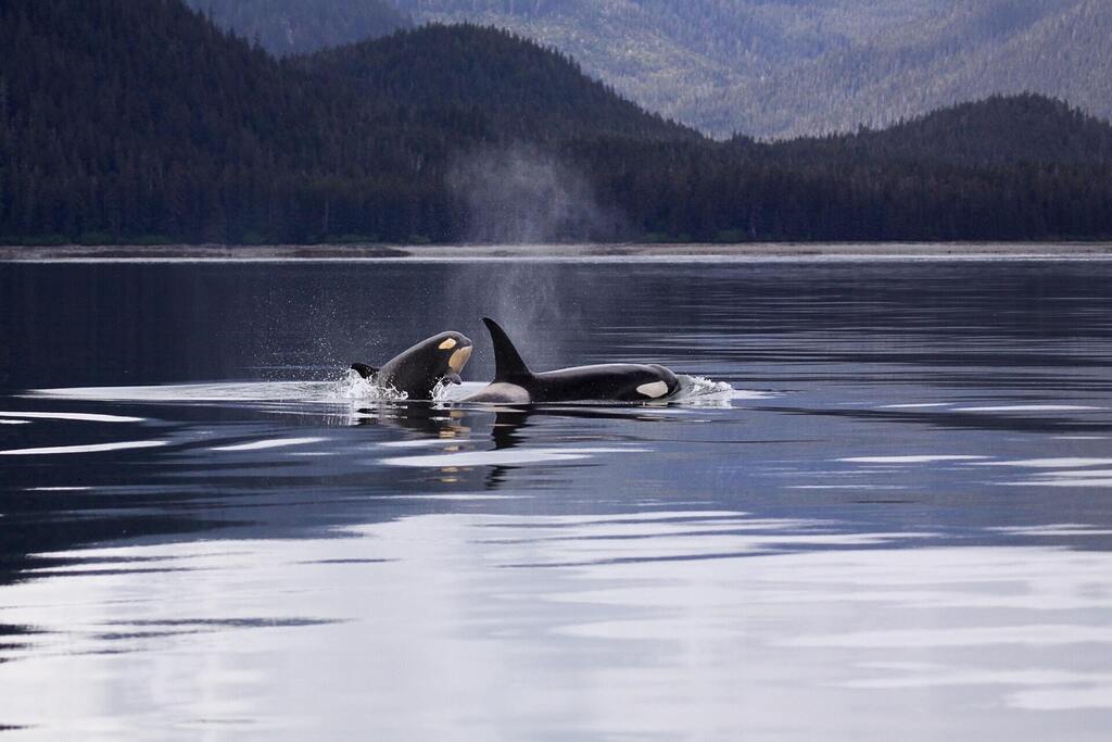 Follow the J, K, and L Orca Pods in the San Juan Islands