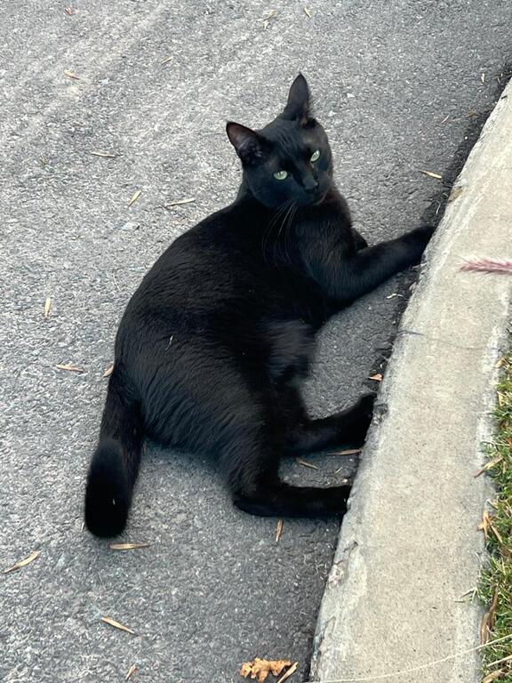 Murci,nuestro gato de 3 años 
