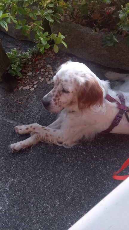 Rio, unser Englisch Setter, 5, wird uns begleiten. Er ist wohlerzogen.