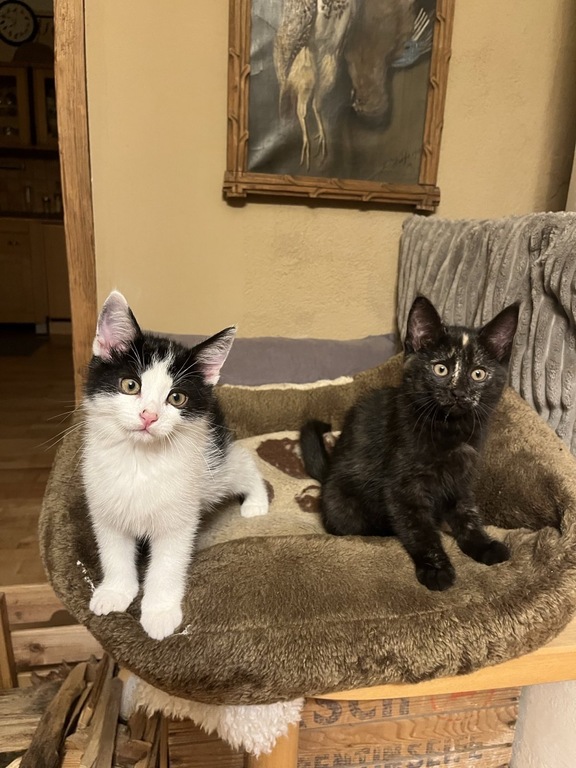 The newest additions to the family:  "Franky & Ella". If you`re willing to feed our cats, great, if not NO PROBLEM.