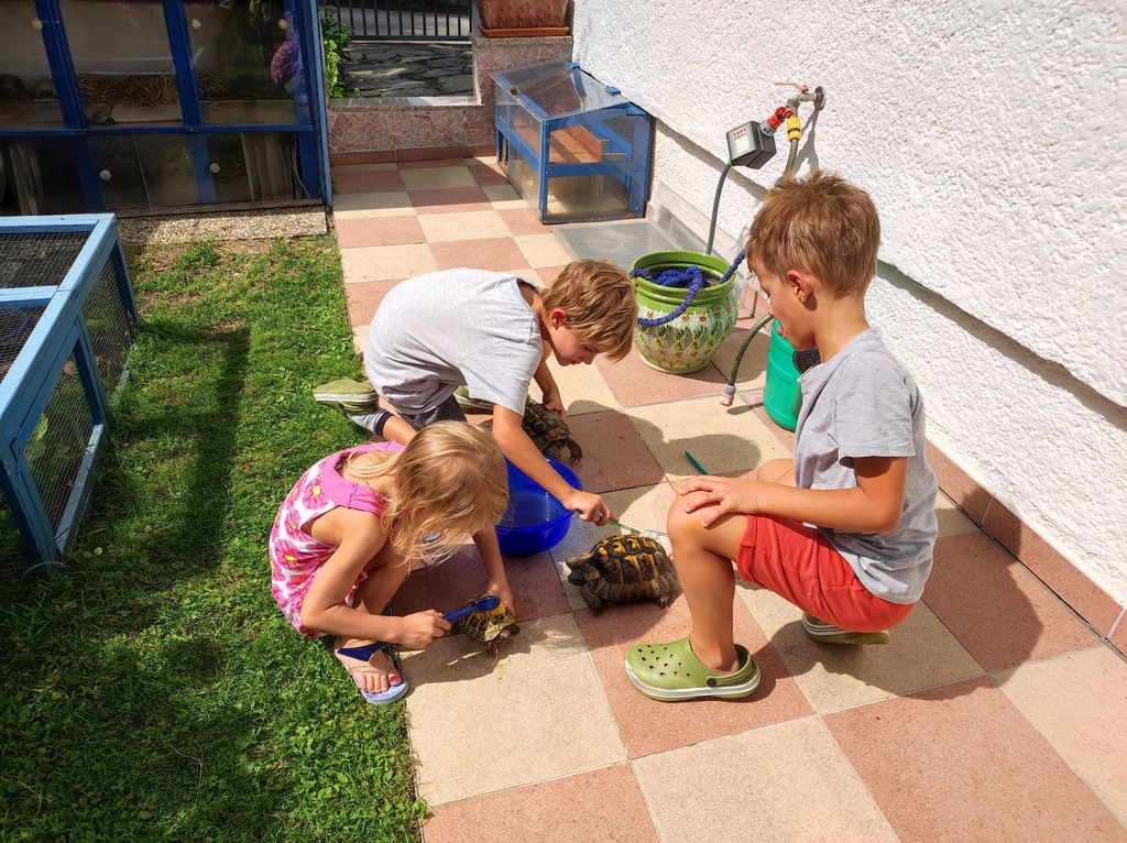 Grandchildren bathing turtoises