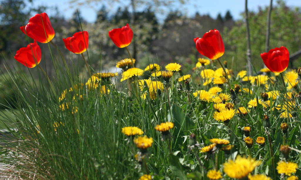 Springtime in Salzburg