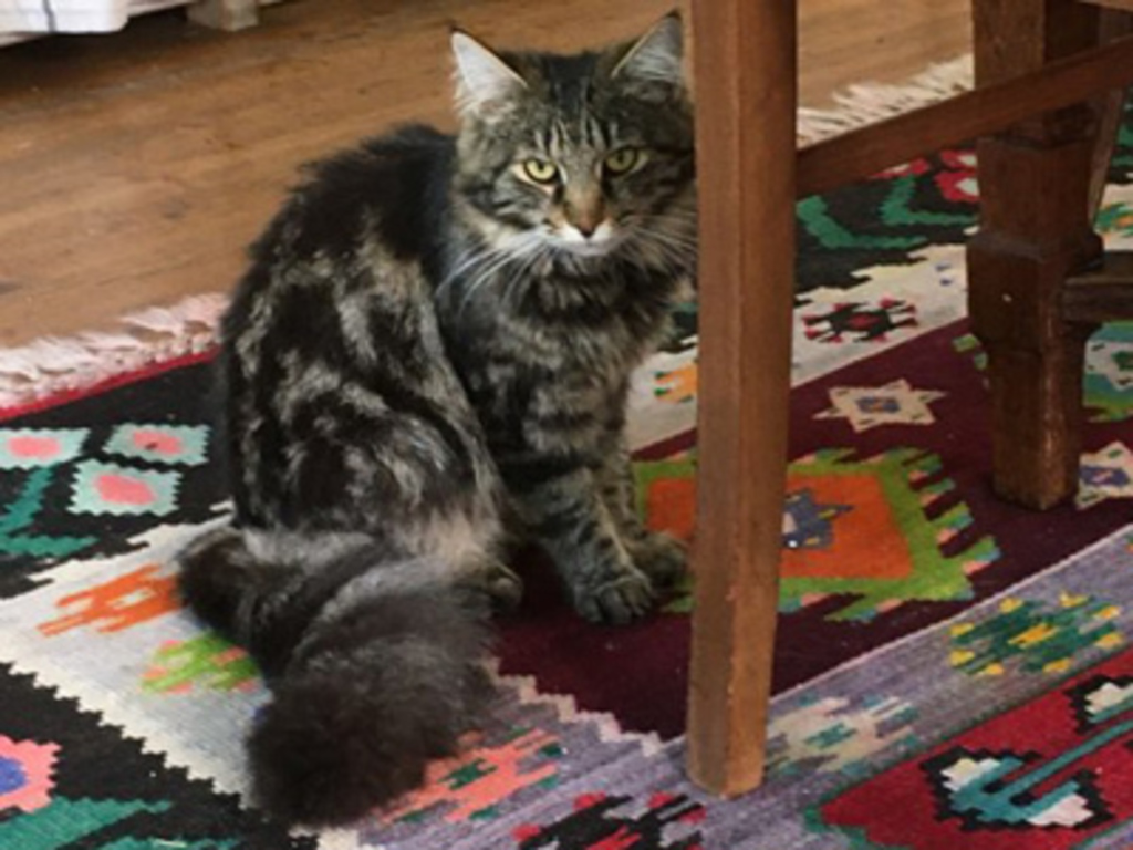 Hello, my name is Coco