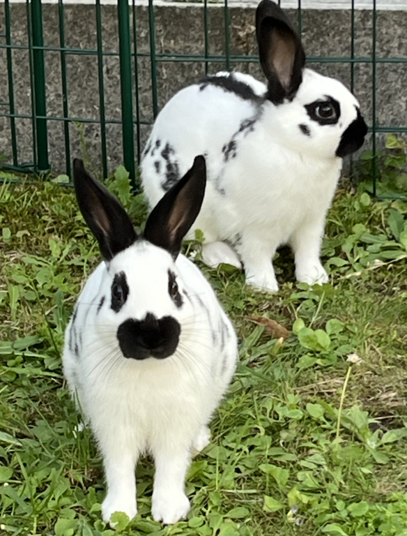 Two outdoor living rabbits