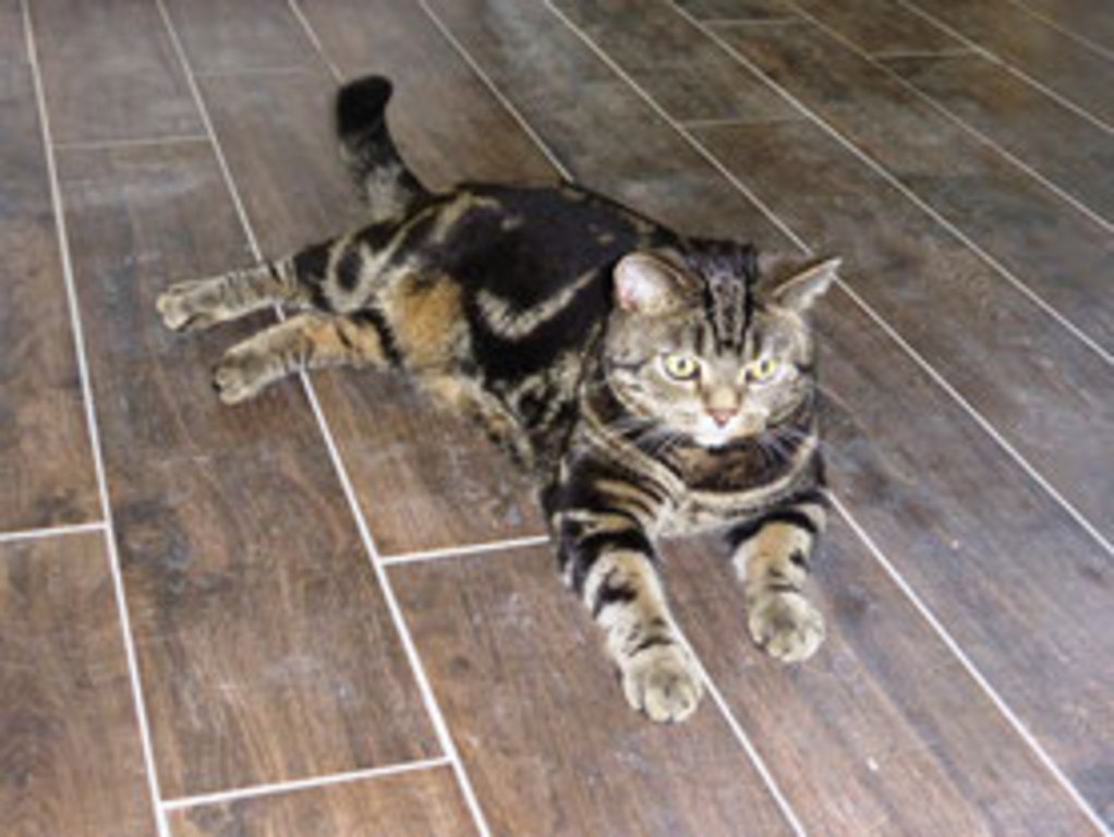 His Royal Catness Garfield 