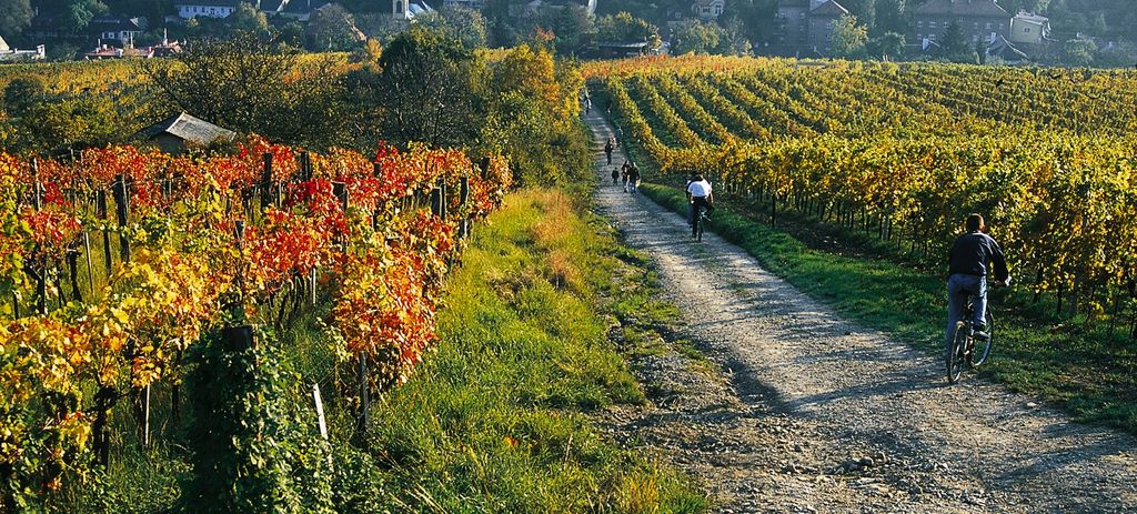 hiking & biking in vienna`s vineyards