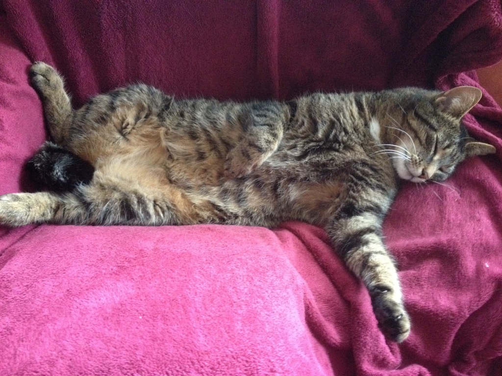 Or cat Indigo is lovely!