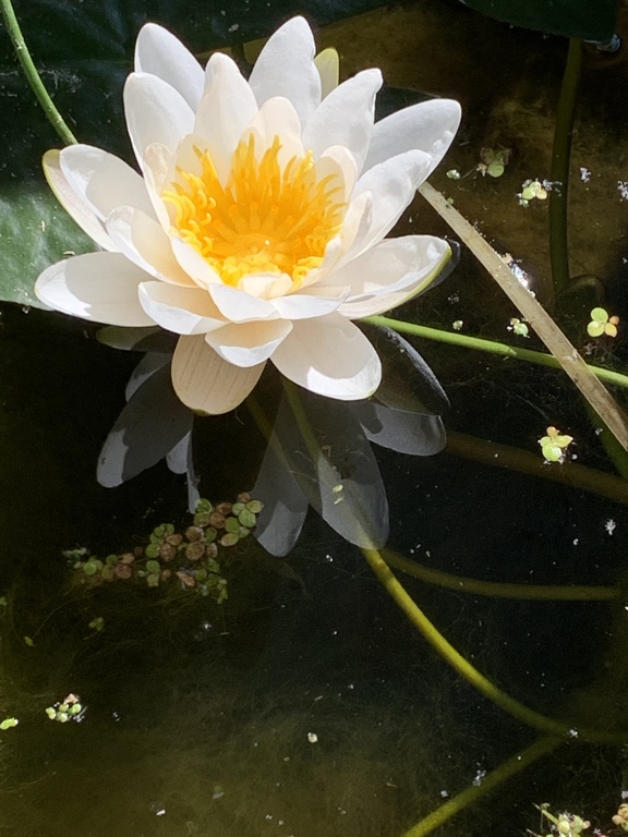 Many different plants in our garden