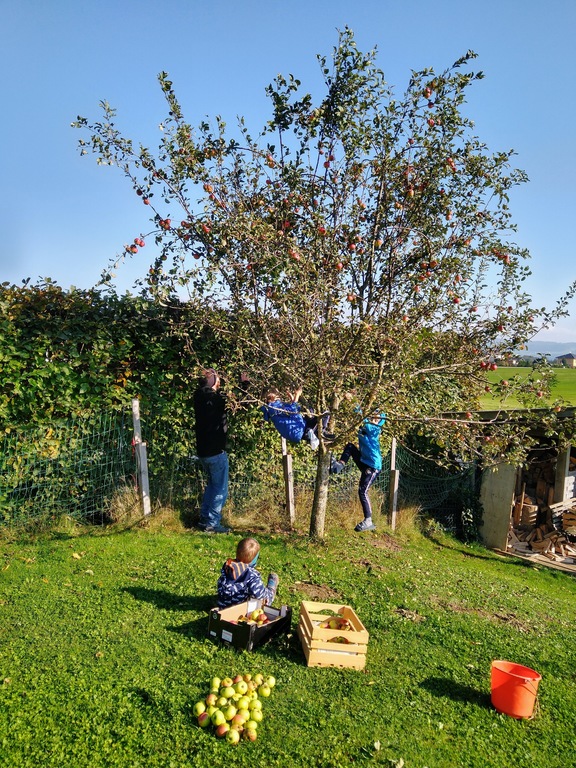 apple harvesting