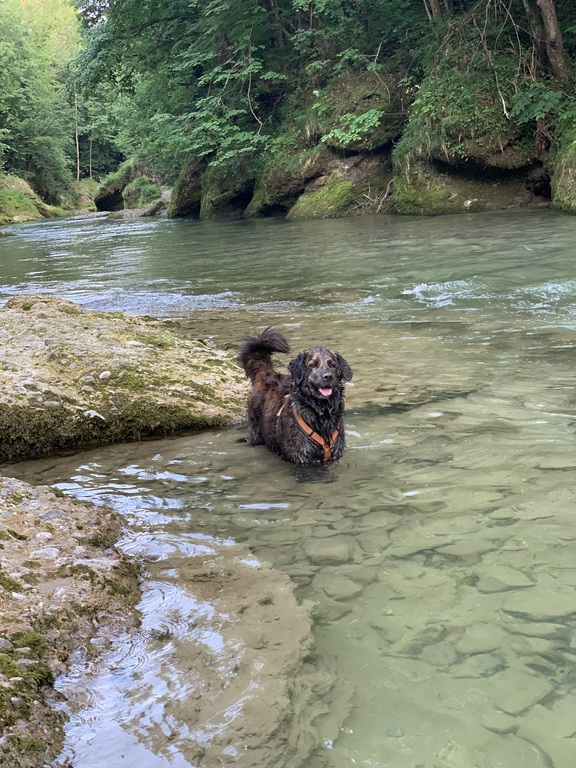 Schwimmen mit unserm Hund lieben wir auch