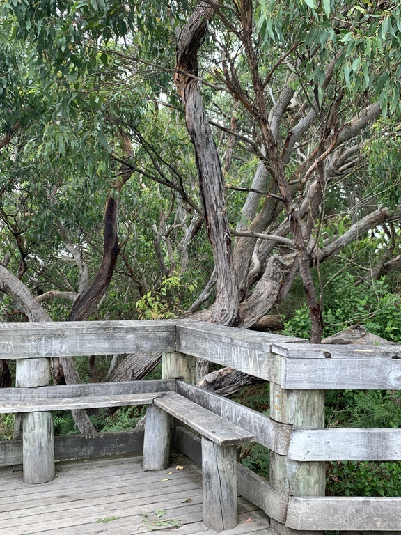 Bush walk behind the beach house