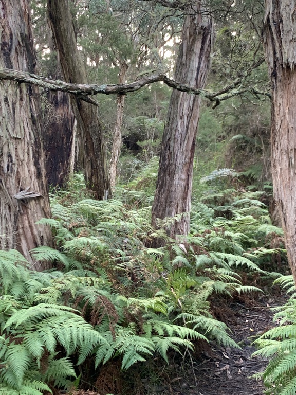 Bush walk behind the beach house
