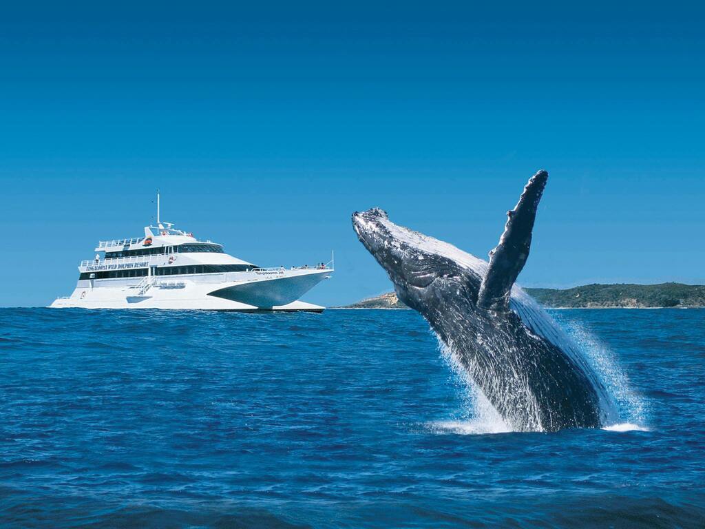 Day trip: Moreton Bay whale watching
