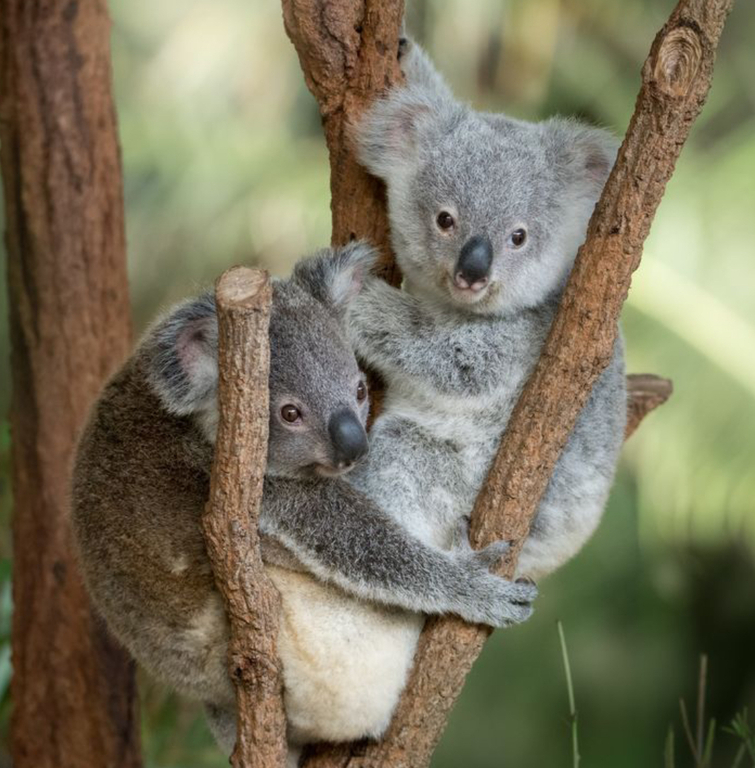 Brisbane River Cruise to Lone Pine Koala Sactuary.