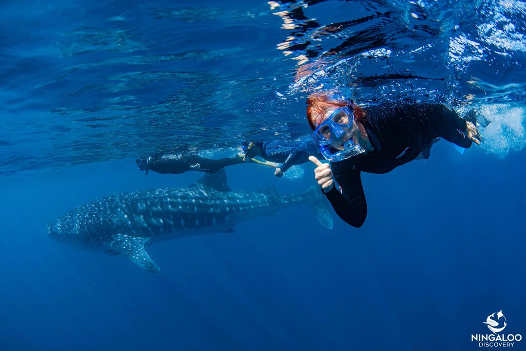 Swimming with whale shark, Western Australia