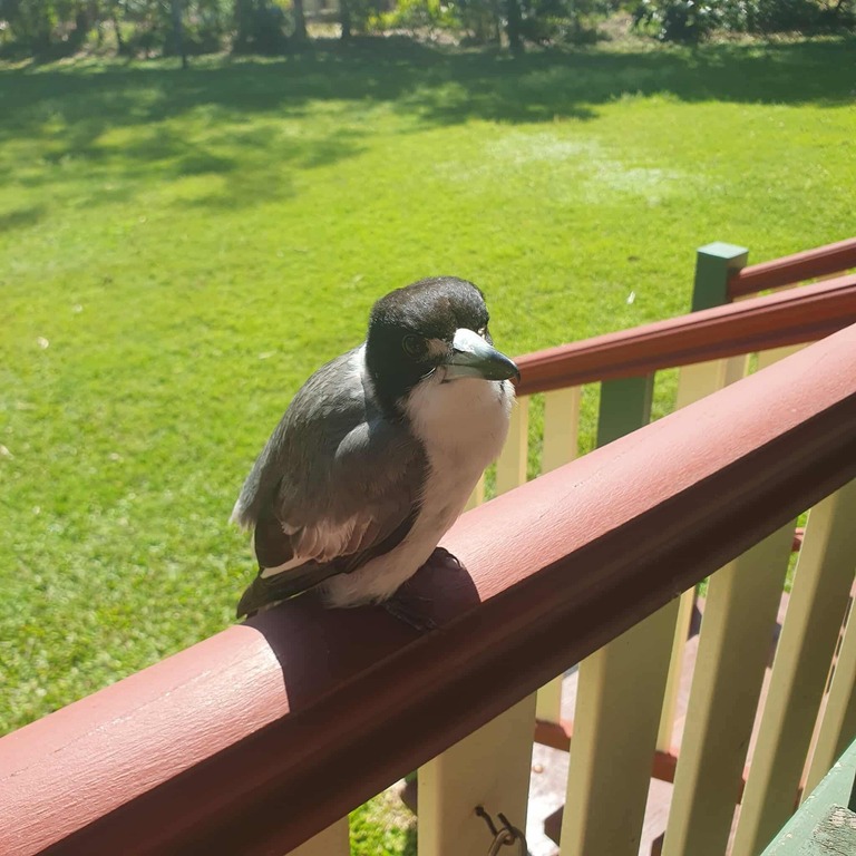 One of our local birds called a butcher bird who flies in to visit us.