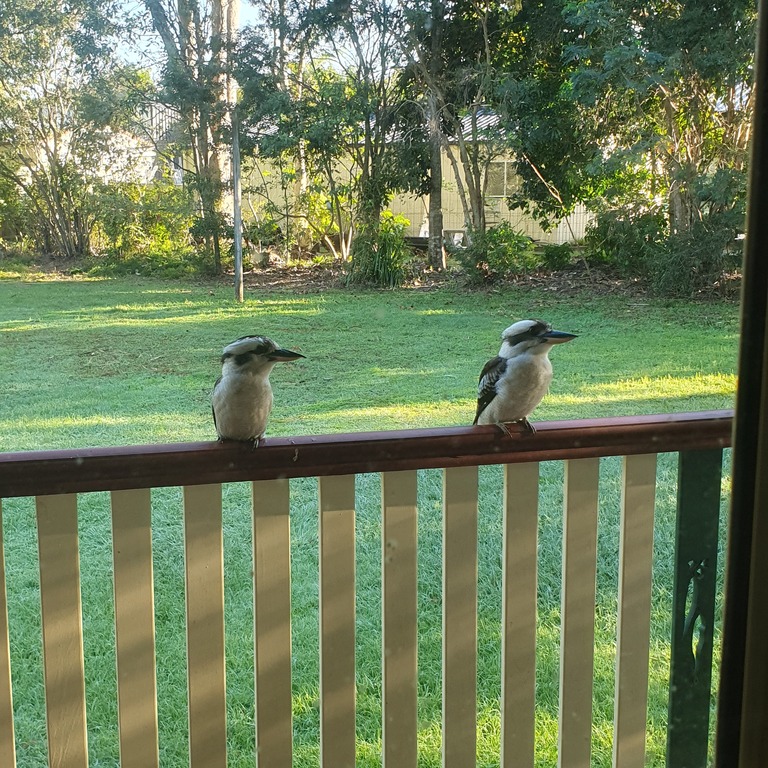 Kookaburras visit us too