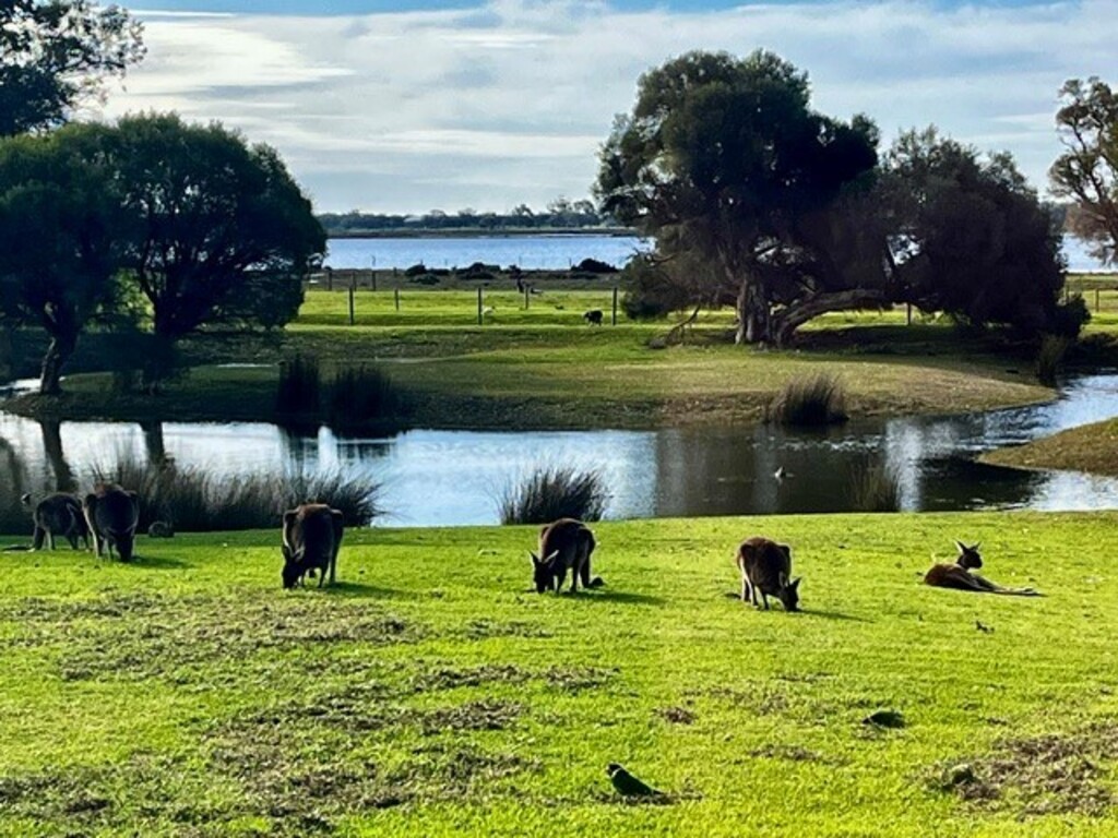 most afternoons the local wildlife 
( Kangaroos) come for a visit 