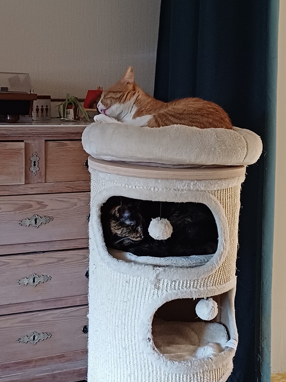 Our cats Loulou (the black one) and Gizmo (the red-colored cat)