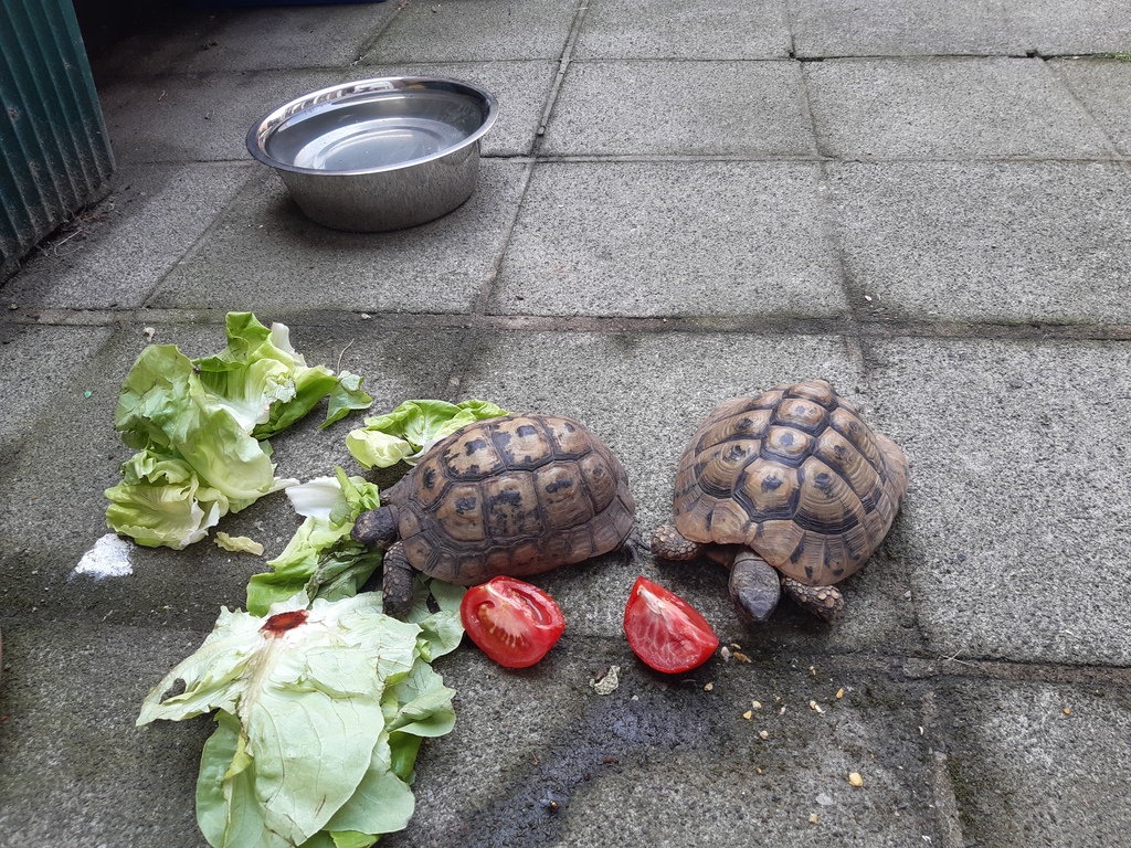 Meet our turtles, Fakroen and Testu