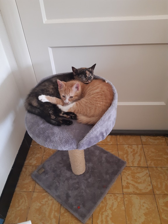 Our cats Loulou (the black one) and Gizmo (the red-colored cat)
