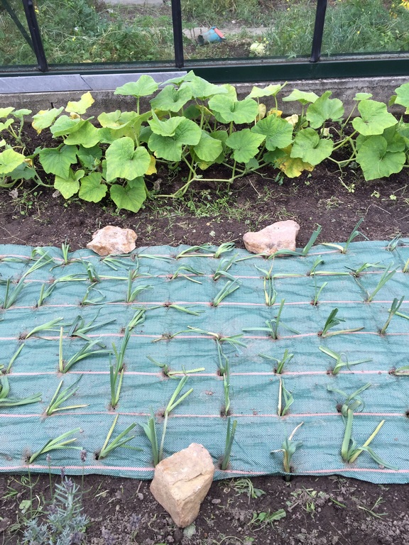 Gardening (leeks and pumpkins)