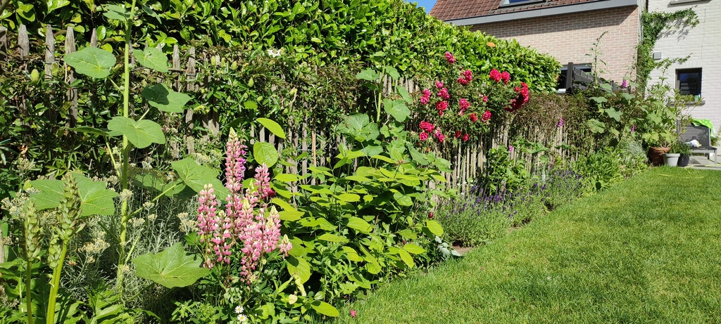 ik zoek graag bloemen die onze klimaatsveranderingen kunnen verdragen. Maar kleur en vorm zijn ook belangrijk.