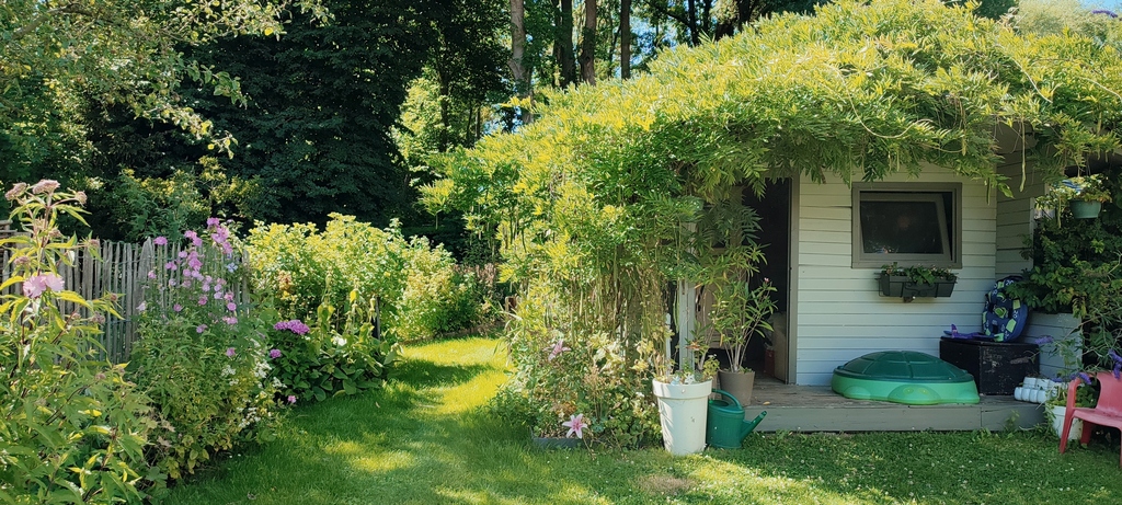 ons tuinhuis zit verscholen onder een prachtige blauwe regen met veel zaaddozen.