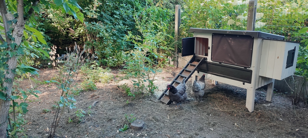 hier wonen onze 2 kipjes