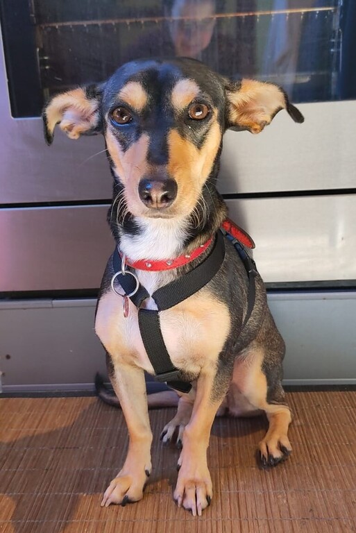 Alora recueillie en octobre 2023 via une association de sauvetage des chiens en Espagne